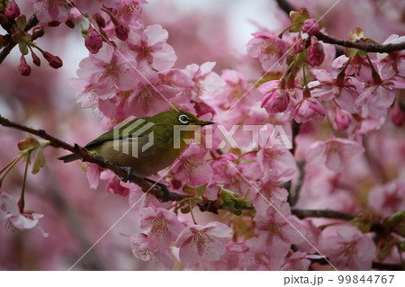 メジロと河津桜 99844767