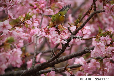 メジロと河津桜 99844771