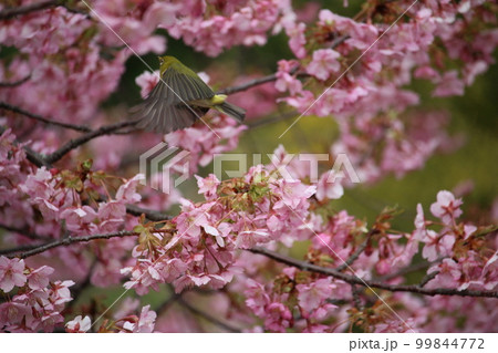 メジロと河津桜 99844772