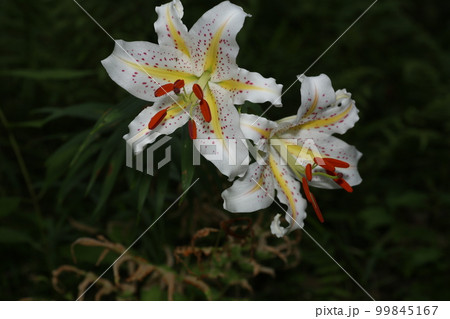 ユリの女王、白い大輪の花、ヤマユリ 99845167