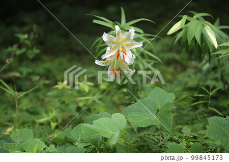 ユリの女王、白い大輪の花、ヤマユリ ユリの女王、白い大輪の花、ヤマユリ 99845173