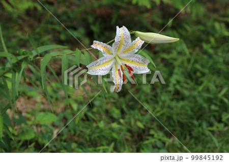 ユリの女王、白い大輪の花、ヤマユリ ユリの女王、白い大輪の花、ヤマユリ 99845192