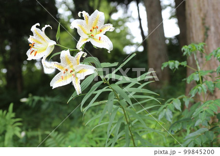 ユリの女王、白い大輪の花、ヤマユリ ユリの女王、白い大輪の花、ヤマユリ 99845200
