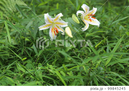 ユリの女王、白い大輪の花、ヤマユリ ユリの女王、白い大輪の花、ヤマユリ 99845245