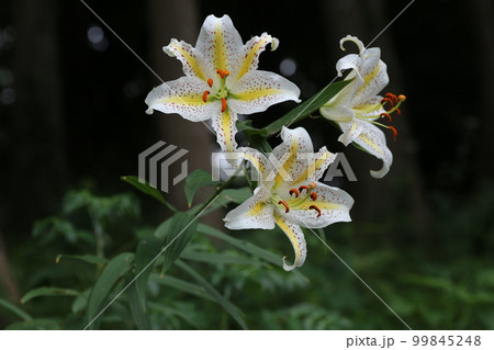 ユリの女王、白い大輪の花、ヤマユリ 99845248