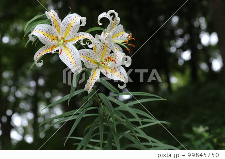 ユリの女王、白い大輪の花、ヤマユリ ユリの女王、白い大輪の花、ヤマユリ 99845250