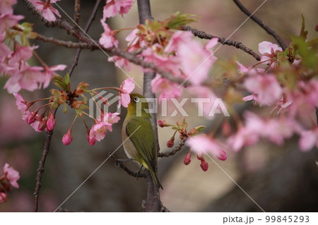 メジロと河津桜 99845293