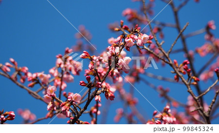 青空によく映えている寒緋桜 青空によく映えている寒緋桜 99845324