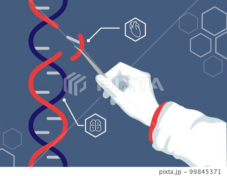 DNA genome. Genetics modification engineering. Baby genetically experiments. Gene biology editing. Doctor holds crispr in tweezers. Biotechnology science research. Vector tidy illustration concept 99845371