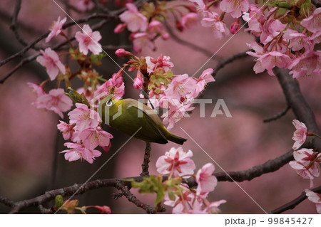 メジロと河津桜 メジロと河津桜 99845427