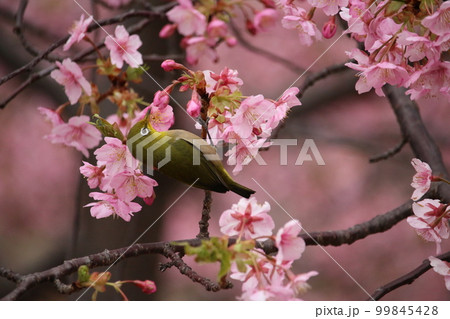 メジロと河津桜 99845428