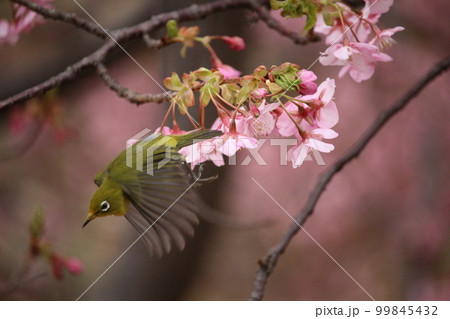 メジロと河津桜 メジロと河津桜 99845432