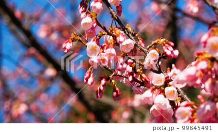 青空によく映えている寒緋桜 青空によく映えている寒緋桜 99845491