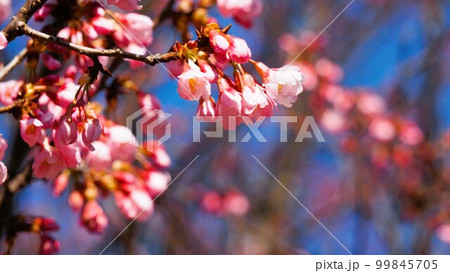 青空によく映えて咲く寒緋桜 青空によく映えて咲く寒緋桜 99845705