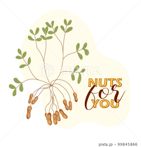 National Peanut Butter Day. Peanut bush. Nuts for you quote. National Peanut Butter Day. Peanut bush. Nuts for you quote. 99845866