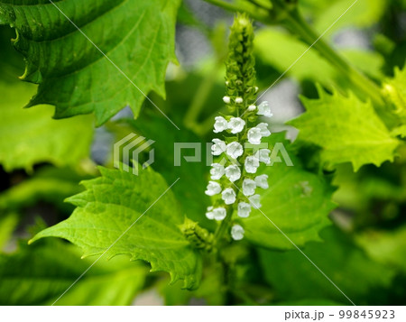 青シソの花 青シソの花 99845923