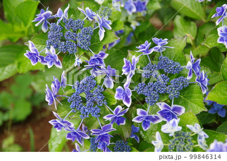 春から初夏の時期梅雨がとても似合う墨田の花火 ガクアジサイ6 春から初夏の時期梅雨がとても似合う墨田の花火 ガクアジサイ6 99846314