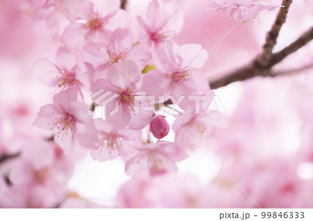 河津桜　満開 99846333