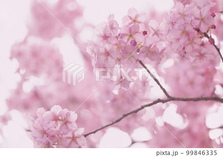 河津桜　満開 99846335