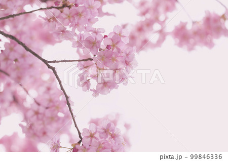 河津桜　満開 99846336