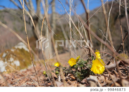 岩宇土山白崩平の福寿草 岩宇土山白崩平の福寿草 99846873