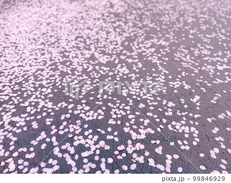 花びらの路面 99846929