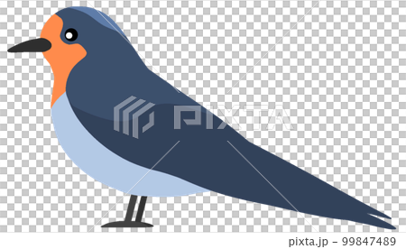 Ryukyubu swallow 99847489