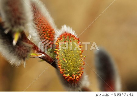 ネコヤナギ ネコヤナギ 99847543