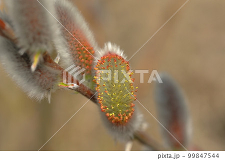 ネコヤナギ 99847544