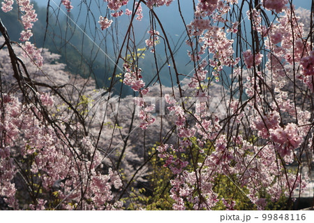 朝日が射し込み枝垂れ桜も目が覚める 朝日が射し込み枝垂れ桜も目が覚める 99848116