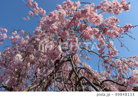 さくら華やぎ七谷川に春を呼ぶー弐 さくら華やぎ七谷川に春を呼ぶー弐 99848133