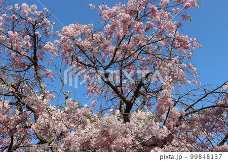 さくら華やぎ七谷川に春を呼ぶー五 99848137