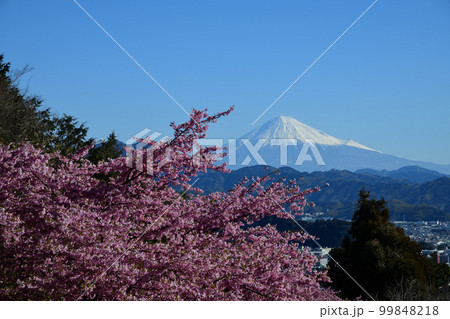 サクラとフジ　＜徳願寺＞ 99848218