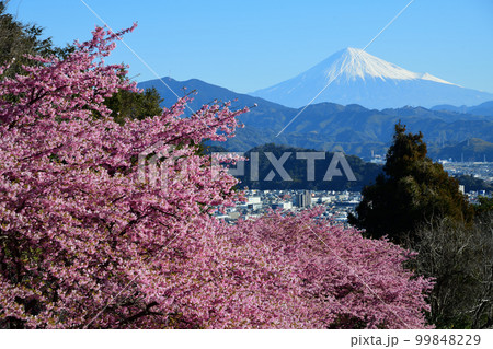 サクラとフジ　＜徳願寺＞ 99848229