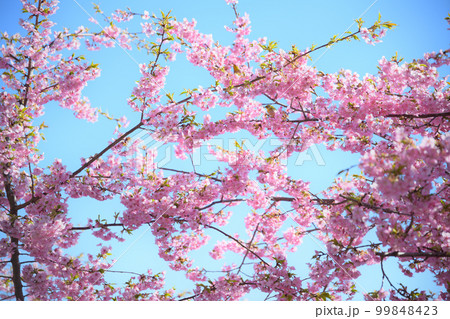 サクラサク　＜徳願寺＞ 99848423