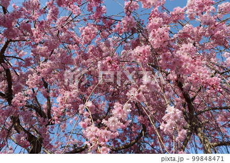 見上げれば枝垂れ桜の花の雲ー壱 見上げれば枝垂れ桜の花の雲ー壱 99848471