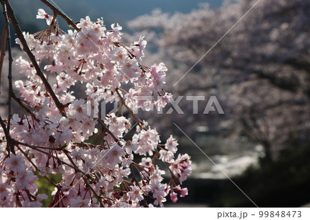 春の朝日が桜の花を優しく包む 99848473