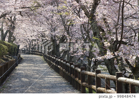 満開の桜に囲まれて気持ちの良い遊歩道 99848474