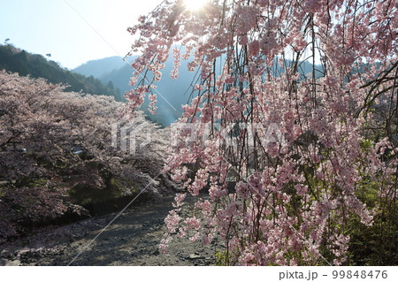 満開のしだれ桜越に春の朝日が眩しい 99848476