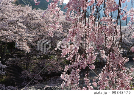 たわわに咲いた花の簾のような枝垂れ桜 たわわに咲いた花の簾のような枝垂れ桜 99848479