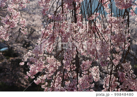 満開の花の重みに耐えている枝垂れ桜 99848480