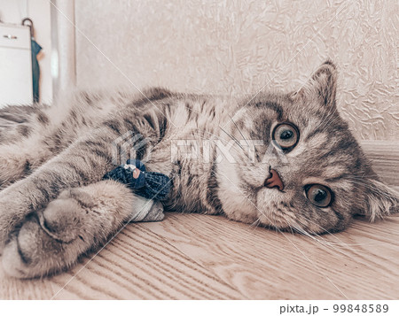 Cute young scottish cat close up 99848589