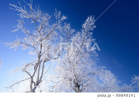 美瑛　冬の新栄の丘と霧氷 99849141