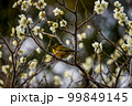 白い梅の枝にとまるメジロ 99849145