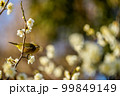 白い梅の枝から飛び立つ寸前のメジロ 99849149