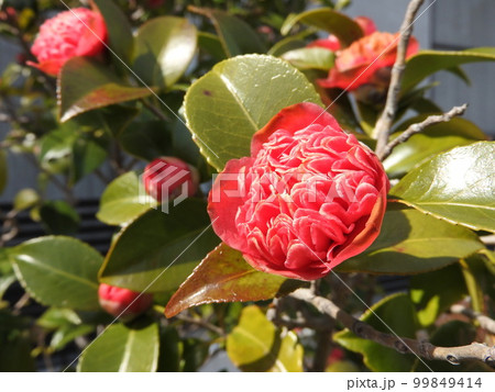 ツバキ（椿）の変わり種：紅卜伴（ベニボクハン）/紅唐子（ベニカラコ） 99849414