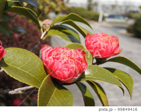 ツバキ（椿）の変わり種：紅卜伴（ベニボクハン）/紅唐子（ベニカラコ） 99849416