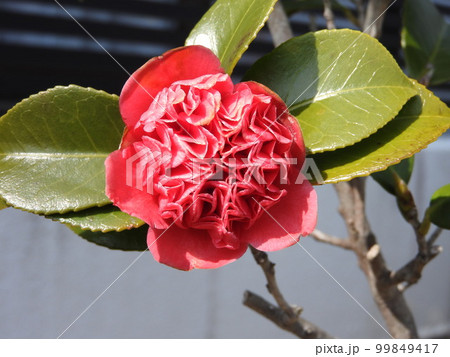 ツバキ（椿）の変わり種：紅卜伴（ベニボクハン）/紅唐子（ベニカラコ） 99849417