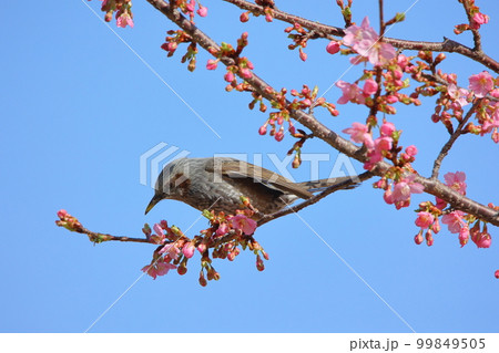 河津桜 河津桜 99849505