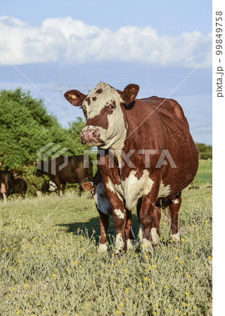 Cattle and  calf sucking, Argentine countryside,La Pampa Province, Argentina. 99849758